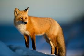 animal 2 animal 2